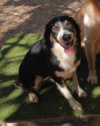 Mila - Splendida Border Collie da amare Foto 9